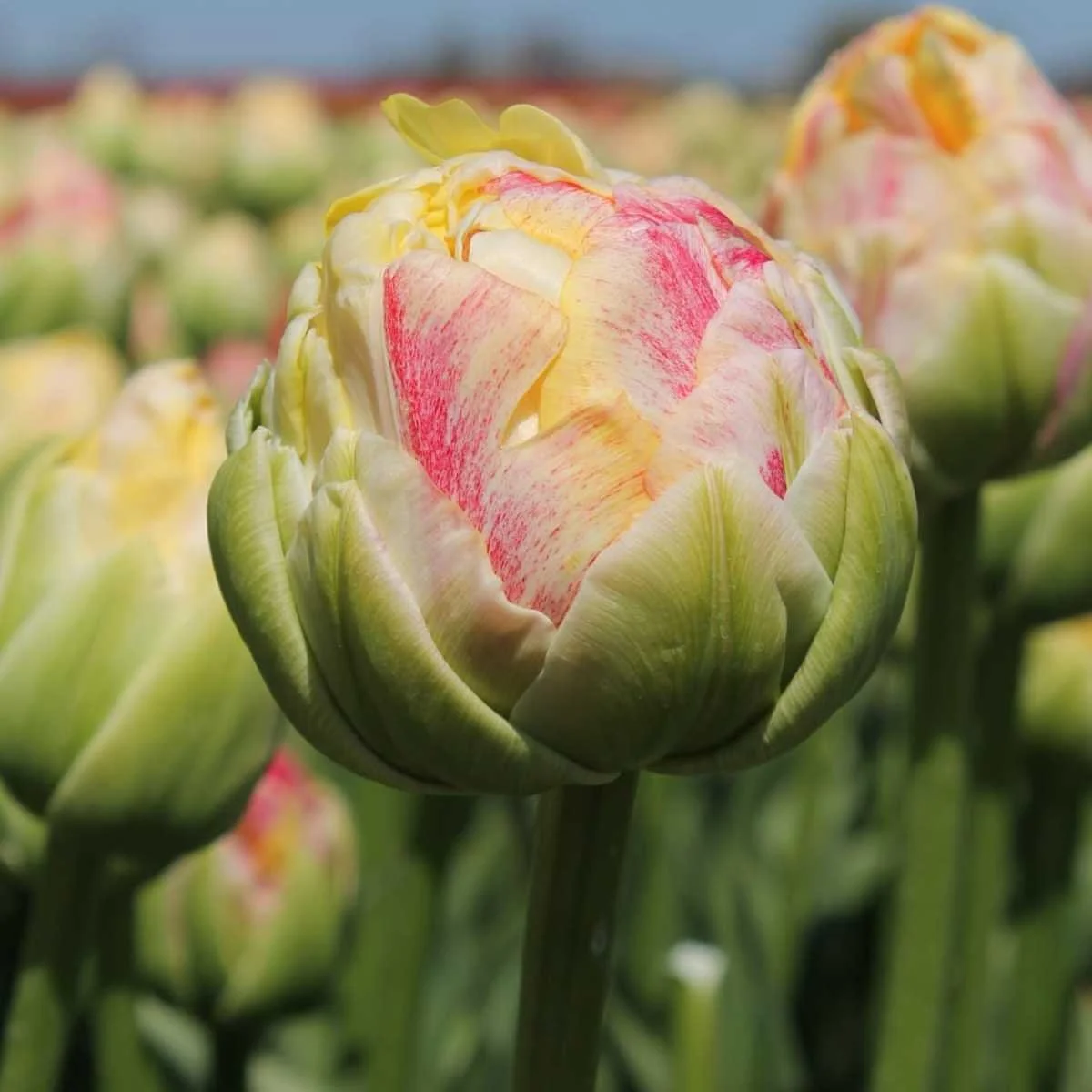 Pre-Cooled Tulip Affaire — little farmhouse flowers